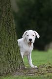 DOGUE ARGENTIN 266